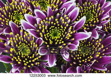 Macro studio shot of flowers View Large Photo Image Stock Image - Macro studio shot of flowers. Fotosearch