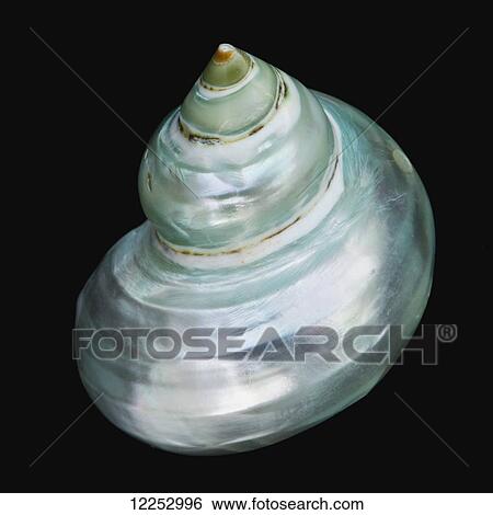 Stock Photograph - Macro studio shot of iridescent seashell on a black background. Fotosearch