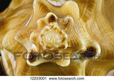 Macro studio shot of the end of shell View Large Photo Image Stock Image - Macro studio shot of the end of shell. Fotosearch