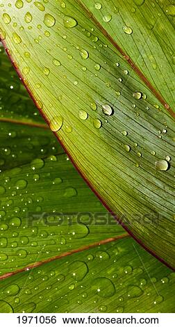 Stock Photograph - Macro Ti Leaves Close-Up Detail Of Green Ti Leaf With Raindrops.. Fotosearch