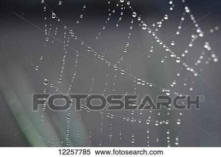 Stock Photography - Macro view of dew collected on a spider web, Olympia, Washington, USA. Fotosearch