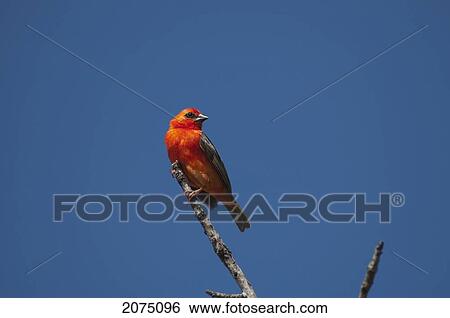 Stock Photograph - Madagascar Fody (Foudia Madagascariensis), Isalo National Park, Fianarantsoa Province, Madagascar. Fotosearch