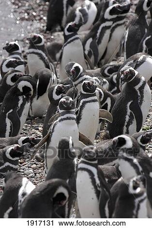 Stock Image - Magallenic Penguins On Beach. Fotosearch