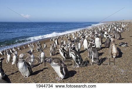 Magellanic Penguins (Spheniscus magellanicus) at San Lorenzo Penguin Colony, Peninsula Valdes, Chubut, Argentina View Large Photo Image Picture - Magellanic Penguins (Spheniscus magellanicus) at San Lorenzo Penguin Colony, Peninsula Valdes, Chubut, Argentina. Fotosearch