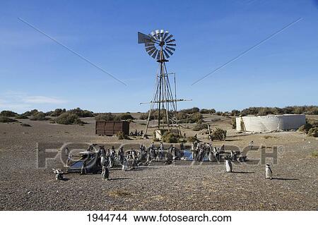 Picture - Magellanic Penguins (Spheniscus magellanicus) by a water pumping windmill of Estancia San Lorenzo, Peninsula Valdes, Chubut, Argentina. Fotosearch
