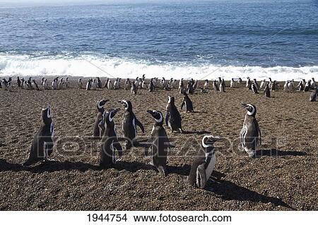 Magellanic Penguins (Spheniscus magellanicus) at San Lorenzo Penguin Colony, Peninsula Valdes, Chubut, Argentina View Large Photo Image Picture - Magellanic Penguins (Spheniscus magellanicus) at San Lorenzo Penguin Colony, Peninsula Valdes, Chubut, Argentina. Fotosearch