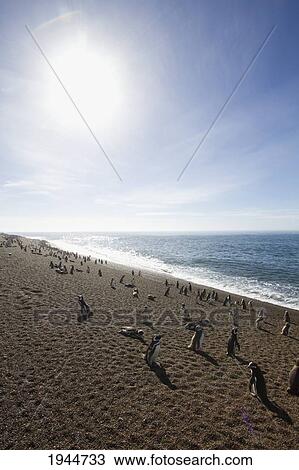 Stock Image - Magellanic Penguins (Spheniscus magellanicus) at San Lorenzo Penguin Colony, Peninsula Valdes, Chubut, Argentina. Fotosearch