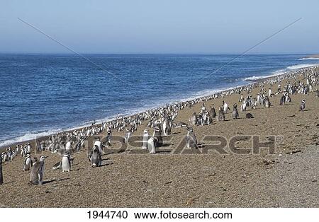 Stock Image - Magellanic Penguins (Spheniscus magellanicus) at San Lorenzo Penguin Colony, Peninsula Valdes, Chubut, Argentina. Fotosearch