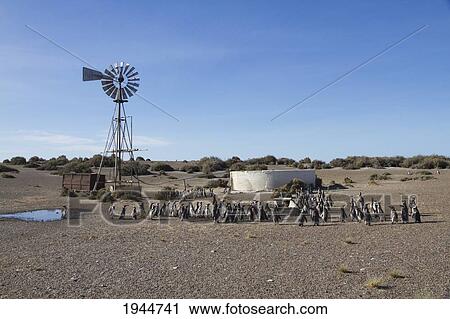 Stock Image - Magellanic Penguins (Spheniscus magellanicus) by a water pumping windmill of Estancia San Lorenzo, Peninsula Valdes, Chubut, Argentina. Fotosearch