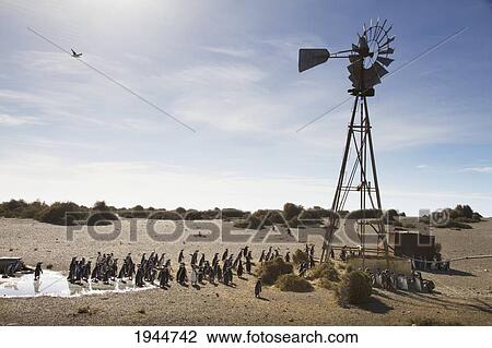Stock Image - Magellanic Penguins (Spheniscus magellanicus) by a water pumping windmill of Estancia San Lorenzo, Peninsula Valdes, Chubut, Argentina. Fotosearch
