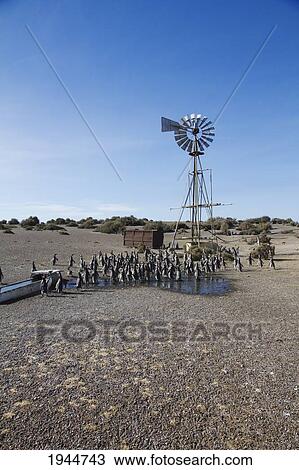Stock Image - Magellanic Penguins (Spheniscus magellanicus) by a water pumping windmill of Estancia San Lorenzo, Peninsula Valdes, Chubut, Argentina. Fotosearch