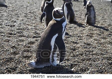 Stock Image - Magellanic Penguins (Spheniscus magellanicus) at San Lorenzo Penguin Colony, Peninsula Valdes, Chubut, Argentina. Fotosearch