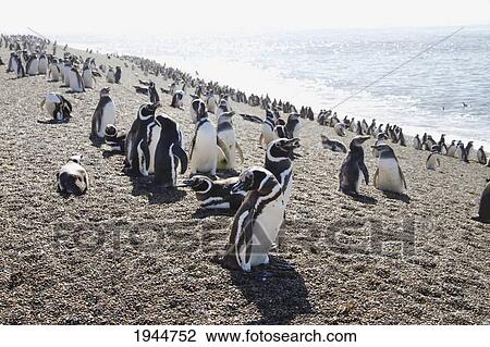 Stock Image - Magellanic Penguins (Spheniscus magellanicus) at San Lorenzo Penguin Colony, Peninsula Valdes, Chubut, Argentina. Fotosearch