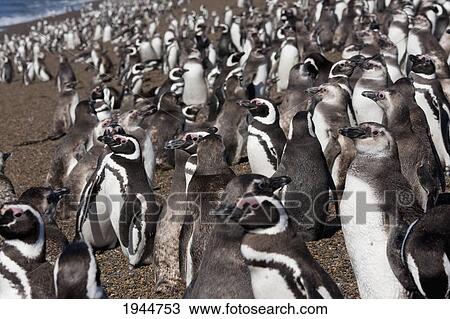 Stock Image - Magellanic Penguins (Spheniscus magellanicus) at San Lorenzo Penguin Colony, Peninsula Valdes, Chubut, Argentina. Fotosearch