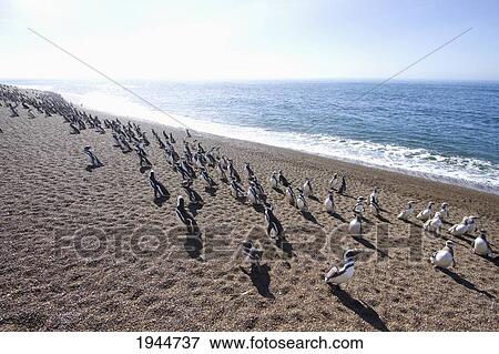 Stock Photo - Magellanic Penguins (Spheniscus magellanicus) at San Lorenzo Penguin Colony, Peninsula Valdes, Chubut, Argentina. Fotosearch