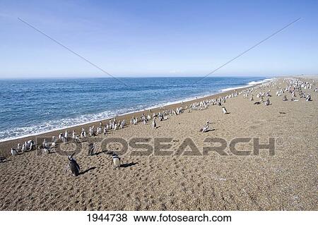 Stock Photo - Magellanic Penguins (Spheniscus magellanicus) at San Lorenzo Penguin Colony, Peninsula Valdes, Chubut, Argentina. Fotosearch