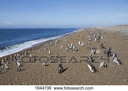 Stock Photo - Magellanic Penguins (Spheniscus magellanicus) at San Lorenzo Penguin Colony, Peninsula Valdes, Chubut, Argentina. Fotosearch