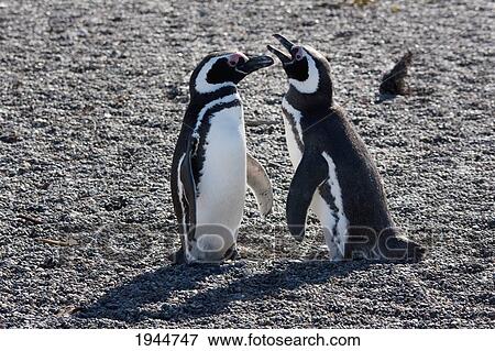 Magellanic Penguins (Spheniscus magellanicus) at San Lorenzo Penguin Colony, Peninsula Valdes, Chubut, Argentina View Large Photo Image Stock Photo - Magellanic Penguins (Spheniscus magellanicus) at San Lorenzo Penguin Colony, Peninsula Valdes, Chubut, Argentina. Fotosearch