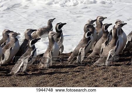 Stock Photo - Magellanic Penguins (Spheniscus magellanicus) at San Lorenzo Penguin Colony, Peninsula Valdes, Chubut, Argentina. Fotosearch