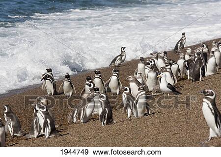 Stock Photo - Magellanic Penguins (Spheniscus magellanicus) at San Lorenzo Penguin Colony, Peninsula Valdes, Chubut, Argentina. Fotosearch
