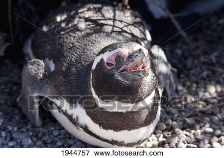 Stock Photo - Magellanic Penguins (Spheniscus magellanicus) at San Lorenzo Penguin Colony, Peninsula Valdes, Chubut, Argentina. Fotosearch