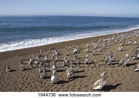 Stock Photograph - Magellanic Penguins (Spheniscus magellanicus) at San Lorenzo Penguin Colony, Peninsula Valdes, Chubut, Argentina. Fotosearch