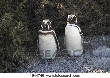 Stock Photograph - Magellanic Penguins (Spheniscus magellanicus) at San Lorenzo Penguin Colony, Peninsula Valdes, Chubut, Argentina. Fotosearch
