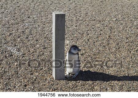Stock Photograph - Magellanic Penguins (Spheniscus magellanicus) at San Lorenzo Penguin Colony, Peninsula Valdes, Chubut, Argentina. Fotosearch