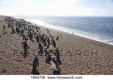 Stock Photography - Magellanic Penguins (Spheniscus magellanicus) at San Lorenzo Penguin Colony, Peninsula Valdes, Chubut, Argentina. Fotosearch