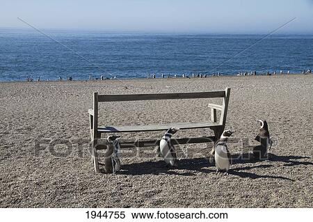 Stock Photography - Magellanic Penguins (Spheniscus magellanicus) at San Lorenzo Penguin Colony, Peninsula Valdes, Chubut, Argentina. Fotosearch