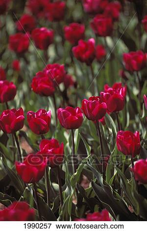 Magenta Tulip Field View Large Photo Image Stock Photo - Magenta Tulip Field. Fotosearch