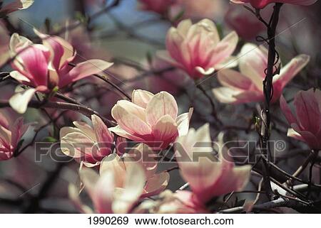 Magnolia Blossoms On Tree View Large Photo Image Stock Photo - Magnolia Blossoms On Tree. Fotosearch