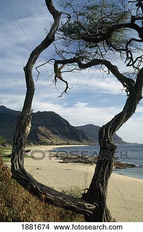 Picture - Makaha West Coast. Fotosearch