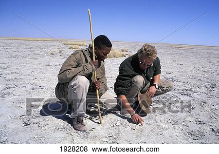 Stock Photo - Makgadikgadi Pans: Tracking Brown Hyenas On The Salt Pans. Fotosearch
