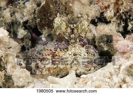 Stock Photography - Malaysia, A Juvenile Veined Octopus (Octopus Marginatus) Blending Into The Coral.. Fotosearch
