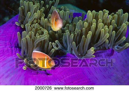 Malaysia, Anemonefish And Anemone (Amphiprion Perideraion) Pair View Large Photo Image Stock Photograph - Malaysia, Anemonefish And Anemone (Amphiprion Perideraion) Pair. Fotosearch