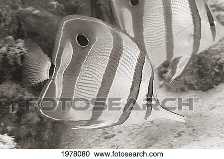 Malaysia, Beaked Butterflyfish (Chelmon Rostratus) Or Copper-Banded Butterflyfish (Sepia Photograph). View Large Photo Image Stock Image - Malaysia, Beaked Butterflyfish (Chelmon Rostratus) Or Copper-Banded Butterflyfish (Sepia Photograph).. Fotosearch