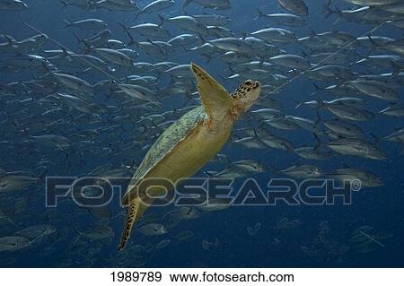 Stock Photo - Malaysia, Bigeye Trevally (Caranx Sexfasciatus) School Around A Green Sea Turtle (Chelonia Mydas).. Fotosearch