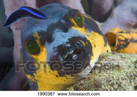 Malaysia, Bluestreak Cleaner Wrasse Searches Guineafowl Puffer For Parasites View Large Photo Image Stock Photo - Malaysia, Bluestreak Cleaner Wrasse Searches Guineafowl Puffer For Parasites. Fotosearch