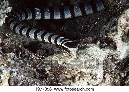 Stock Photograph - Malaysia, Borneo, Banded Sea Snake; Sipadan. Fotosearch