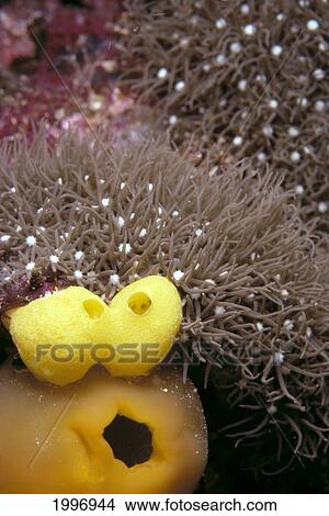 Picture - Malaysia, Borneo, Sipadan Island, Sponges And Corals Funny Faces A91H. Fotosearch