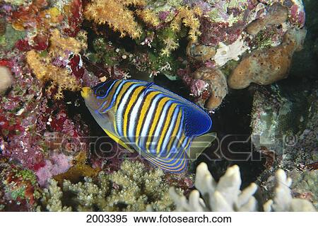 Stock Photography - Malaysia, Borneo, Sipadan Island, Regal Angelfish Cleaner Wrasse (Pygoplites Sp? ). Fotosearch