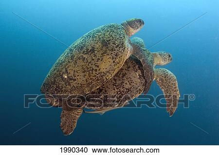 Stock Image - Malaysia, Borneo, Sipadan Island, Coupling Green Sea Turtles, Chelonia Mydas. Fotosearch