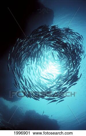 Stock Image - Malaysia, Borneo, Sipadan Island, Big-Eye Trevally Swim In Circle, Sunburst (Caranx Sexfasciatus) A83A. Fotosearch