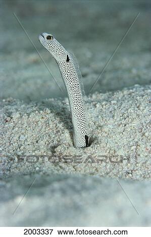 Stock Photo - Malaysia, Borneo, Sipadan Island, Close-Up Of Garden Eel Poking Out Of Hole In Sand. Fotosearch