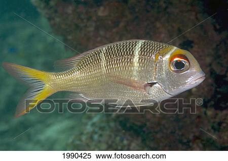 Malaysia, Borneo, Sipadan Island, Bigeye Emperor, Monotaxis Grandoculis. View Large Photo Image Stock Photography - Malaysia, Borneo, Sipadan Island, Bigeye Emperor, Monotaxis Grandoculis.. Fotosearch