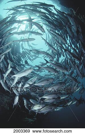 Stock Photo - Malaysia, Borneo, Sipadan Island, View From Beneath Schooling Bigeye Trevally, Sunburst (Caranx Sexfasciatus). Fotosearch