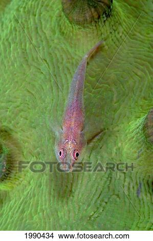 Picture - Malaysia, Borneo, Sipadan Islnad, Big-Eye Pygmy Goby. Fotosearch
