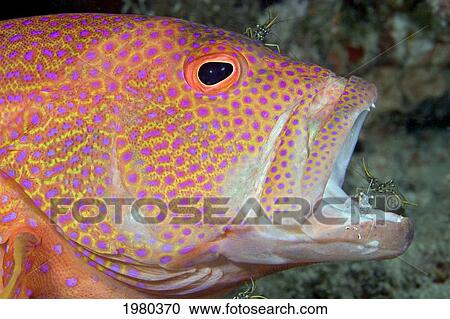 Malaysia, Cleaner Shrimp (Urocaridella Antonbrunii) In mouth; Mabul Island, Close up of Coral Grouper (Cephalopholis Miniata) View Large Photo Image Stock Image - Malaysia, Cleaner Shrimp (Urocaridella Antonbrunii) In mouth; Mabul Island, Close up of Coral Grouper (Cephalopholis Miniata). Fotosearch