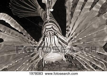 Stock Image - Malaysia, Close-Up Of A Lionfish (Pterois Volitans) In Dark Water, View From Front (Sepia Photograph).. Fotosearch